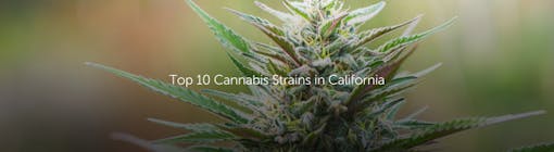 Top 10 Cannabis Strains in California