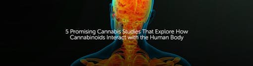 5 Promising Studies That Explore How Cannabinoids Interact with the Human Body