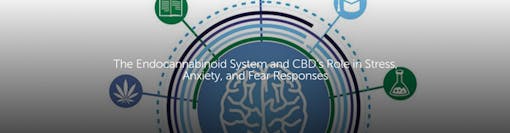 The Endocannabinoid System and CBD's Role in Stress, Anxiety and Fear Responses