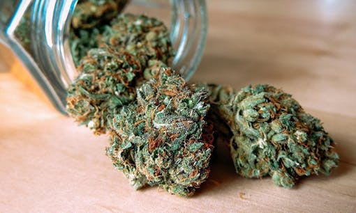 jar of cannabis buds