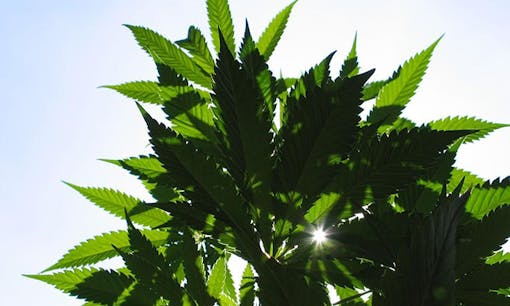 cannabis plant against a sunny blue sky