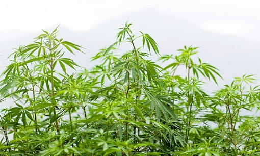 Outdoor cannabis grow