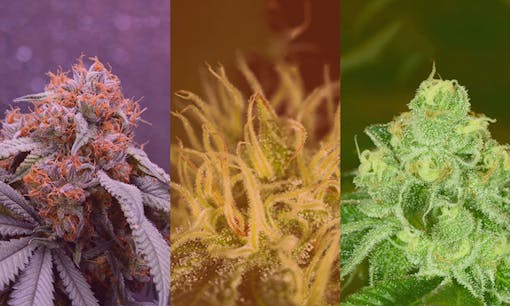 indica vs sativa vs hybrid cannabis strains