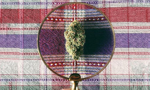 inspecting a cannabis bud