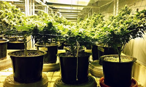 Indoor cannabis plants