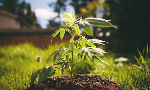 growing cannabis plant