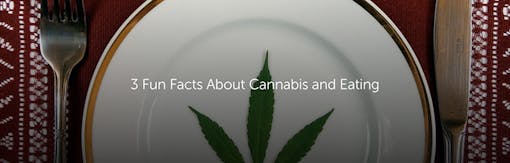 3 Fun Facts About Cannabis and Eating