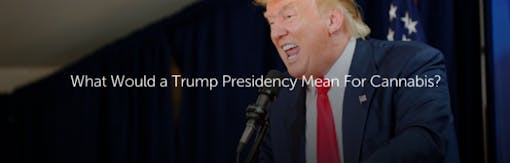 What Would a Trump Presidency Mean for Cannabis?