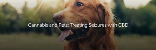 Cannabis and Pets: Treating Seizures with CBD