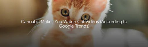 Cannabis Makes You Watch Cat Videos (According to Google Trends)