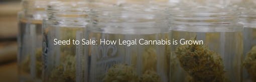 Seed to Sale: How Legal Cannabis is Grown