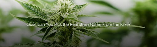 Quiz: Can You Pick the Real Strain Name From the Fake?