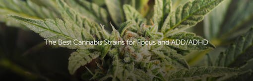 The Best Cannabis Strains for Focus and ADD/ADHD
