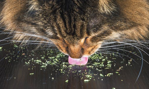 A cat eating catnip