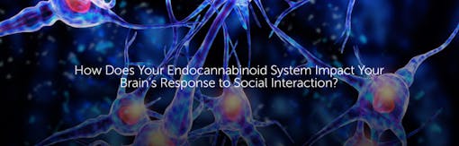 How Does Your Endocannabinoid System Impact Your Brain’s Response to Social Interaction?