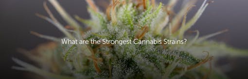 What are the Strongest Cannabis Strains?
