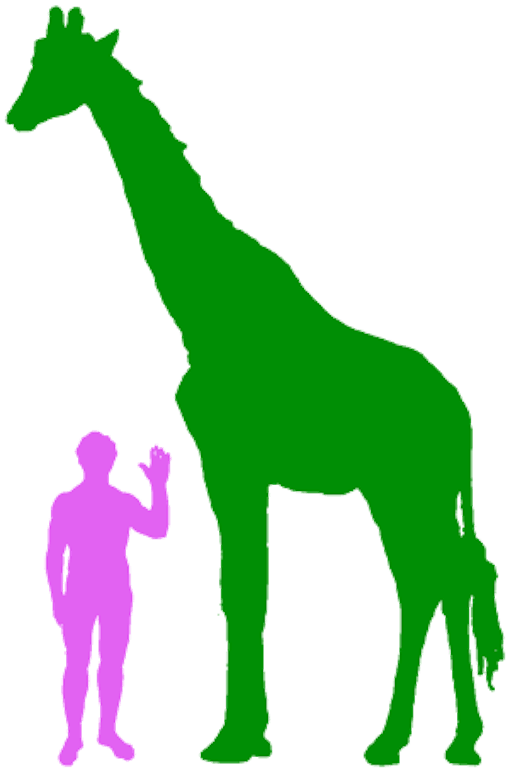 A human compared to a giraffe (size comparison), via Big-Animals.com