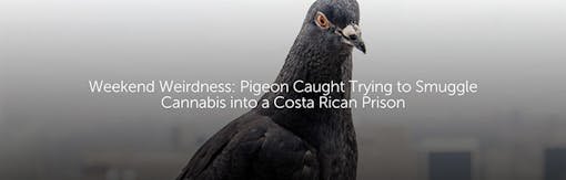 Weekend Weirdness: Pigeon Caught Trying to Smuggle Cannabis into a Costa Rican Prison