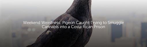 Weekend Weirdness: Pigeon Caught Trying to Smuggle Cannabis into a Costa Rican Prison