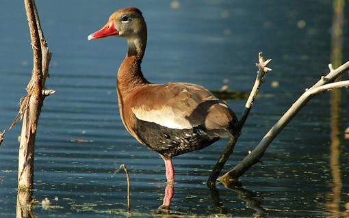 A duck at The Fly in Audubon Park, New Orleans