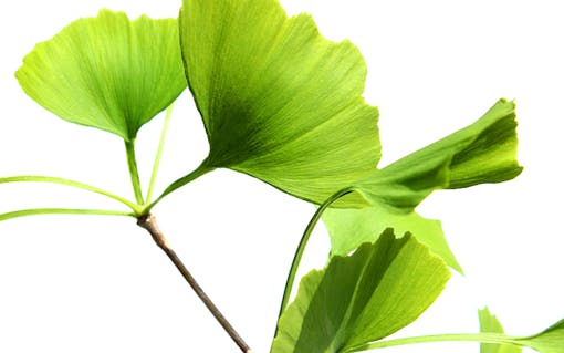 potential high-thc marijuana side effects: impaired memory