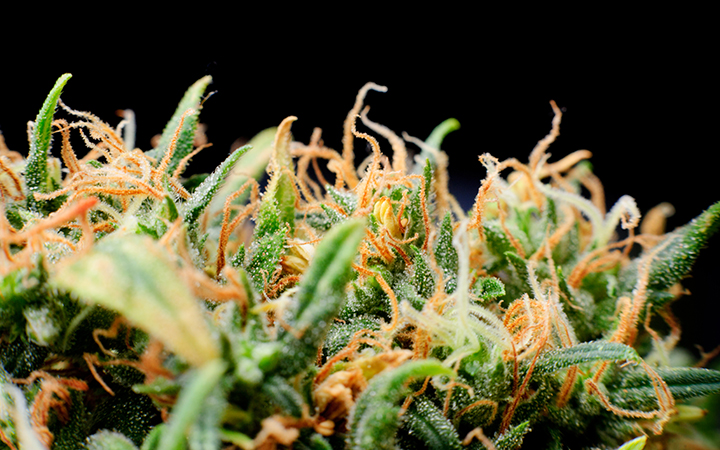 What Are Trichomes And Why Do They Exist On Cannabis? | Leafly