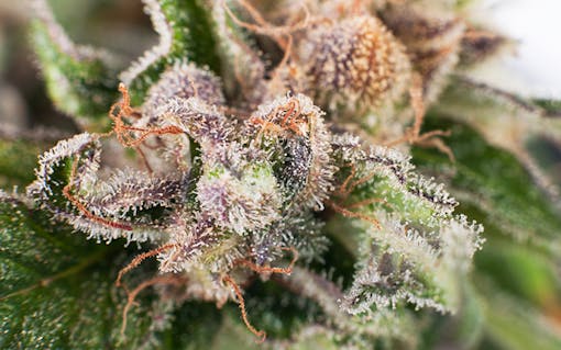 Close-up photo of flowering cannabis plant, featuring a purple cola covered in short white hairs and longer orange hairs