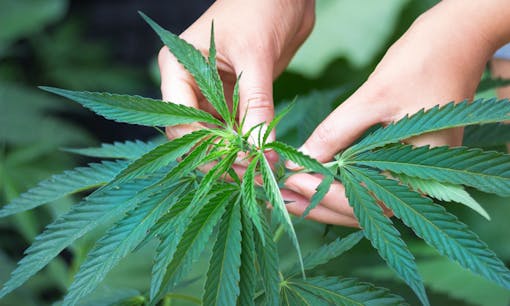 A woman holding the leaves of a cannabis plant