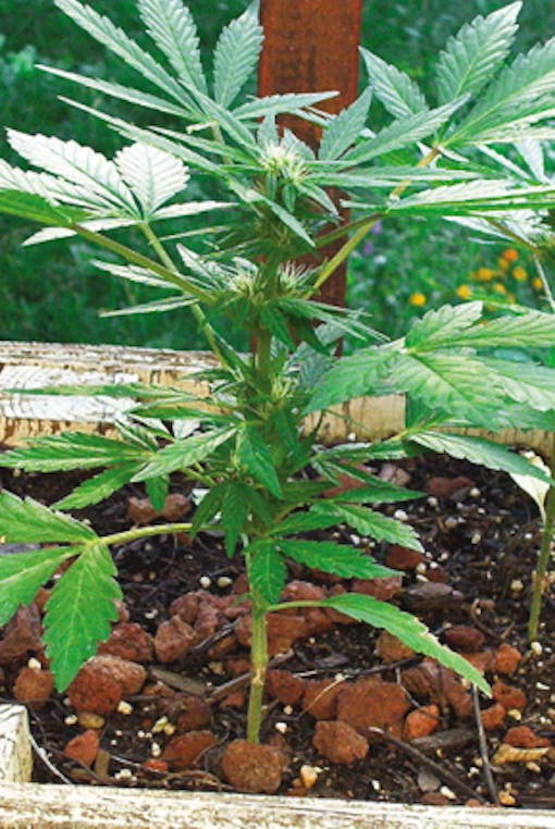 Cannabis Ruderalis - Lowryder