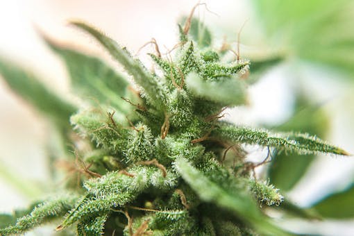 What is Kief?: Kief is the tip of a trichome