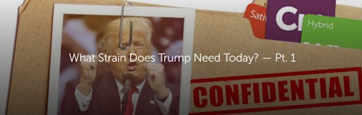 What Strain Does Trump Need Today? — Pt. 1