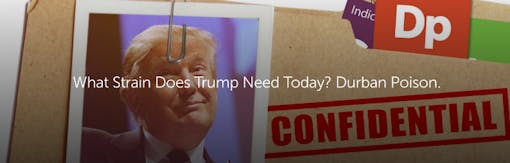 What Strain Does Trump Need Today? Durban Poison.