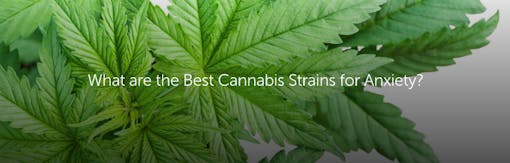 What are the Best Cannabis Strains for Anxiety?