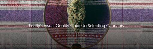 Leafly's Visual Quality Guide to Selecting Cannabis
