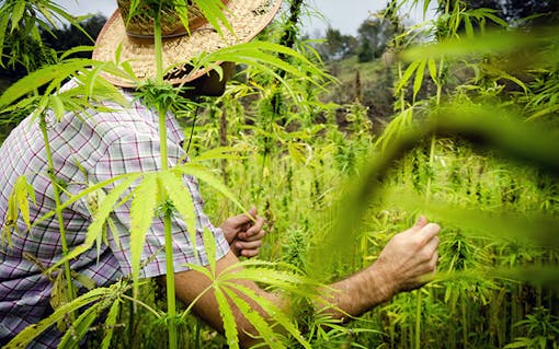 Farmer cultivating cannabis