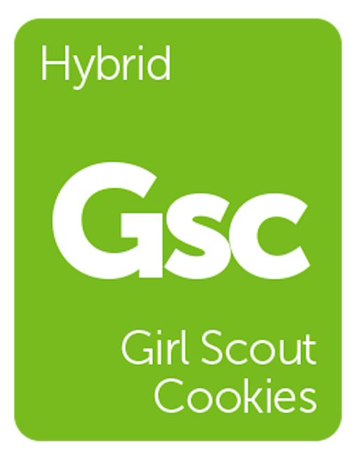 Leafly GSC (f.k.a Girl Scout Cookies) cannabis strain tile