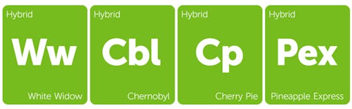 Hybrid budget cannabis strains