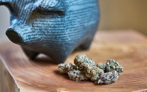 Piggy bank with cannabis buds