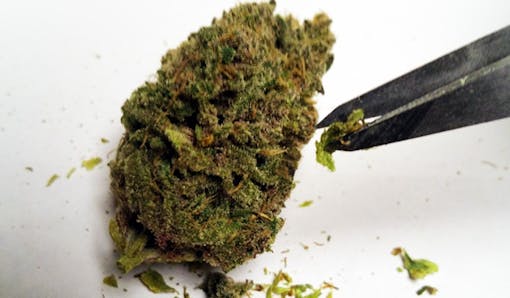 Leafly cannabis bud being trimmed