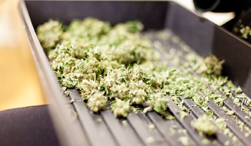 Cannabis trimming tray