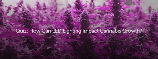 Quiz: How Can LED Lighting Impact Cannabis Growth?