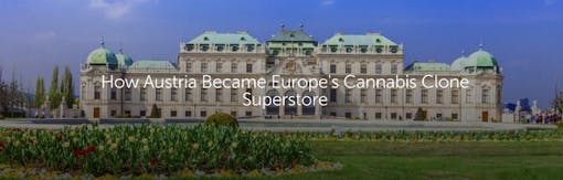 How Austria Became Europe's Cannabis Clone Superstore