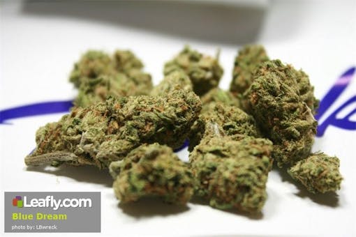 Leafly Blue Dream cannabis strain photo