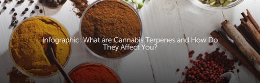 Infographic: What are Cannabis Terpenes and How Do They Affect You?