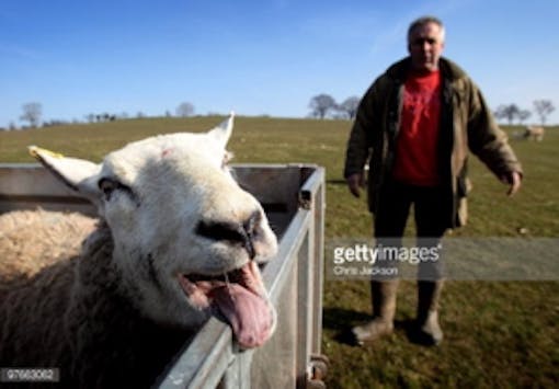 Stock sheep photo by Chris Jackson on Getty Images