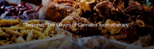 Terpenes: The Flavors of Cannabis Aromatherapy
