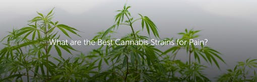 What are the Best Cannabis Strains for Pain?
