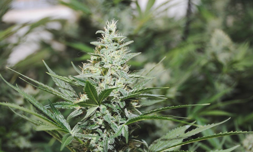 What Are Cannabinoids? image