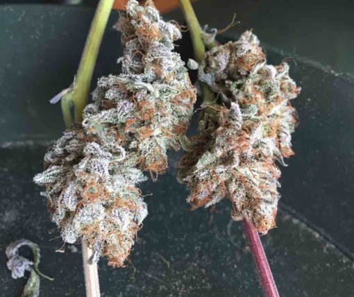 lucky charms marijuana strain
