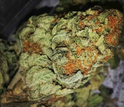 green kush marijuana strain